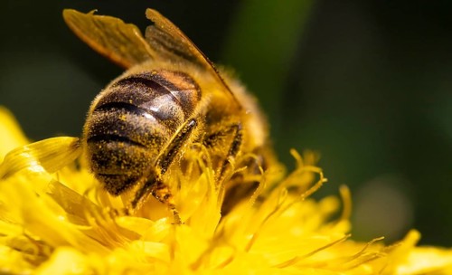 Detail closeup of honeybee