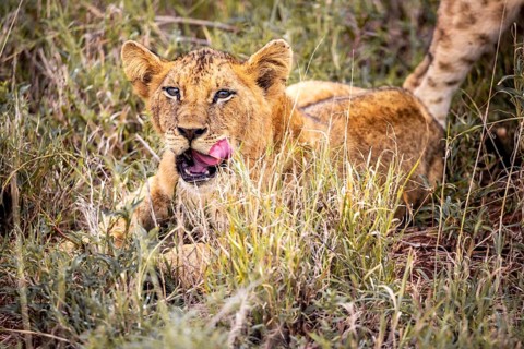 Lion
