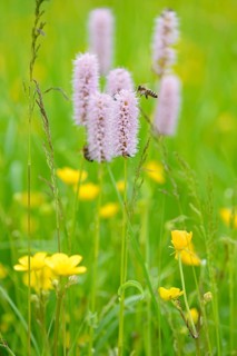 Meadow bistort