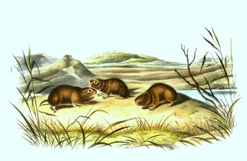 Meadow vole