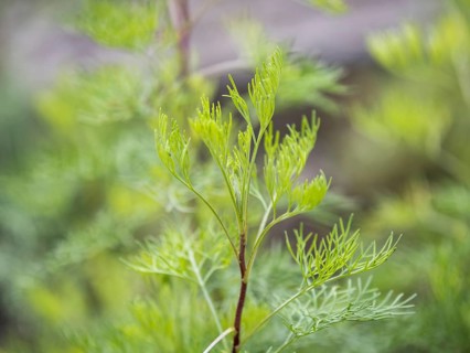 Mountain rue
