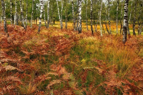 Warty birch