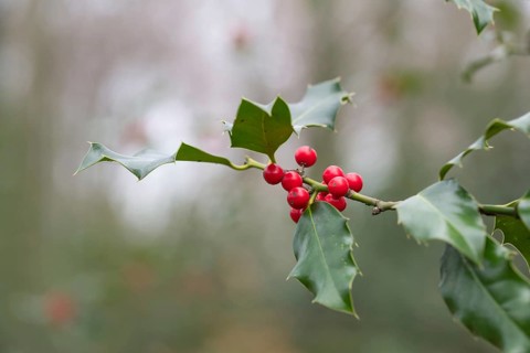 Holly