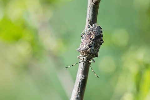 Graue Gartenwanze