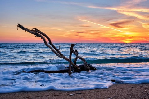 Ld wood trunk snag in water at tropical beach on beautiful sunset