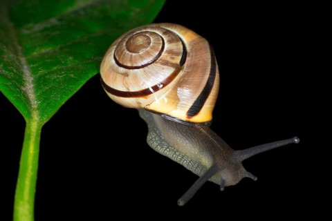 Hain-Baenderschnecke