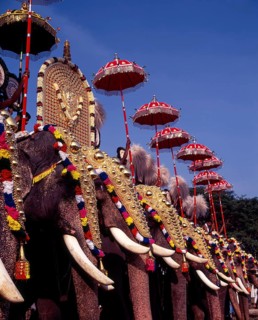 Caparisoned elephants in Pooram festival