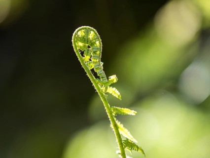 Young ostrich fern