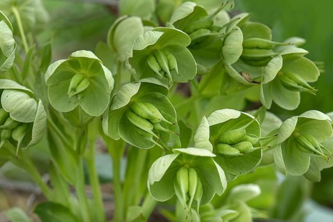Blossoms of a green hellebore
