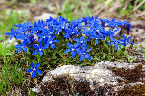 Spring gentian