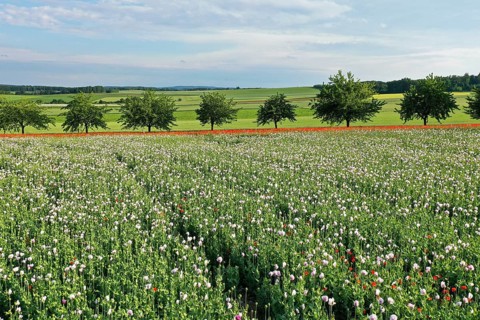 Field with Waldviertel grey poppy
