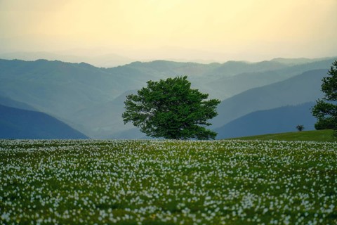 Blooming on mount Petrano in Spring