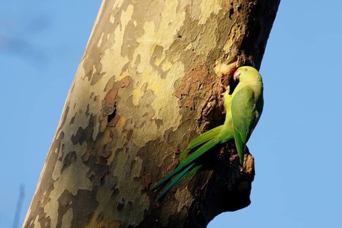 Rose-ringed parakeet