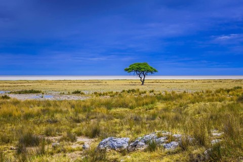 Tree at the edge of the salt pan