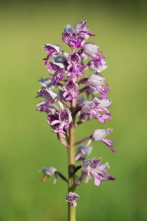 Military orchid