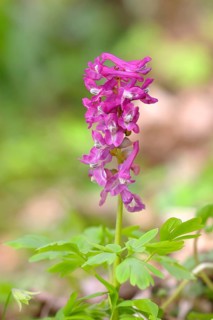 Hohler Lerchensporn