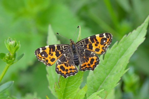 Map butterfly