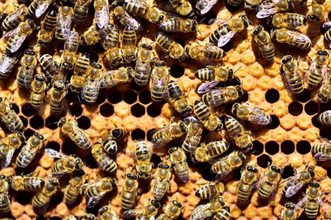Workers of the honey bee