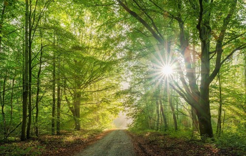Wanderweg durch lichtdurchfluteten naturnahen Buchenwald