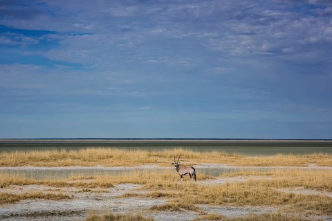 Landscape with gemsbok