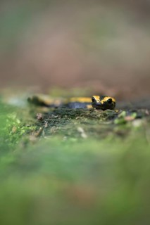 Feuersalamander