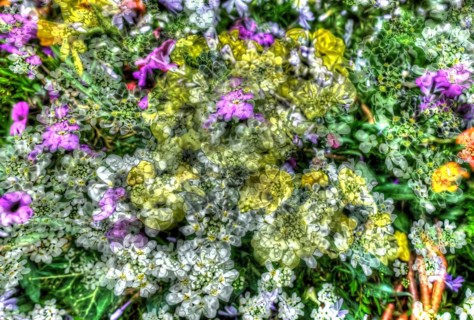 Flowers creative