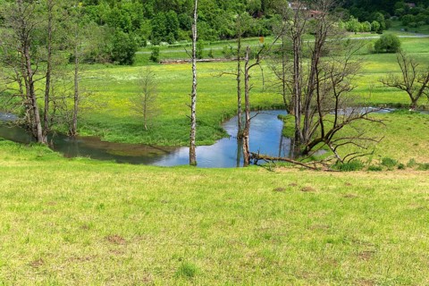 Dead black alders