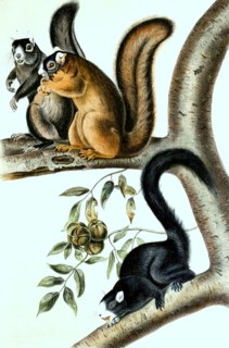 Fox squirrel
