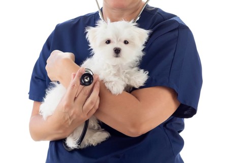 Female veterinarian with stethoscope holding young maltese puppy isolated on white