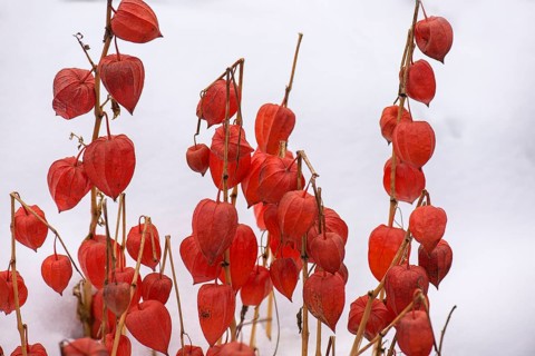 Japanese-lantern
