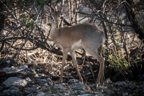 Kirk dikdik or kirk's dik-dik