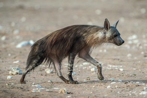 Brown hyena