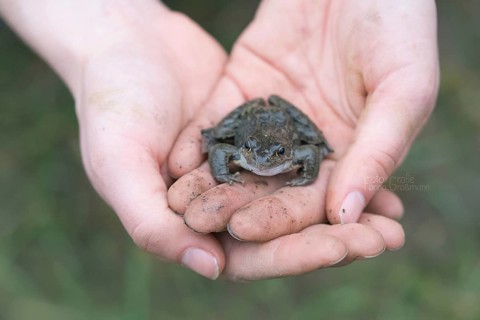 Grasfrosch