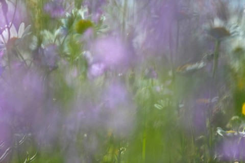 Blur experiment on a flowering meadow in summer