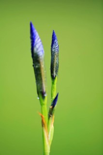 Siberian iris