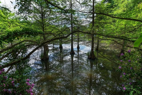 Bald cypress