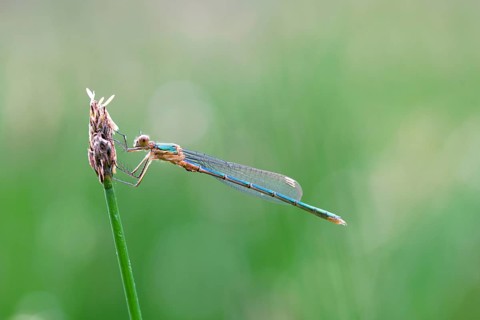 Kleine Binsenjungfer