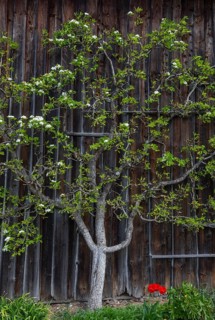 Flowering espalier tree on a wooden house wall