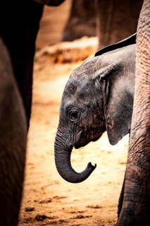 African elephant