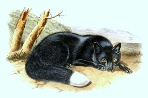 Silver fox