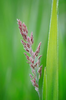 Common reed