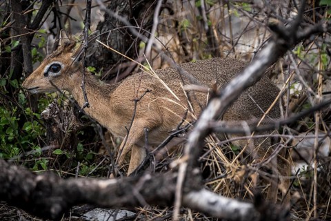 Kirk dikdik or kirk's dik-dik