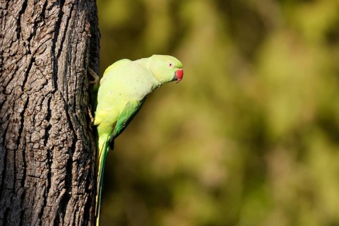 Rose-ringed parakeet
