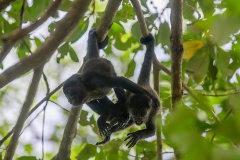 Two young mantled howlers