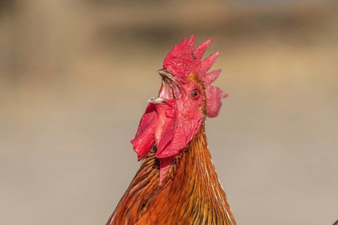 Portrait of a Rooster crowing in a farmyard. Educational Farm