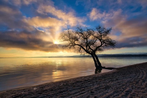 Blattloser Baum an einem Sandstrand am Murtensee