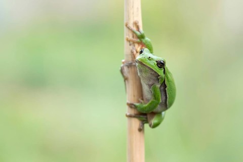 Europaeischer Laubfrosch