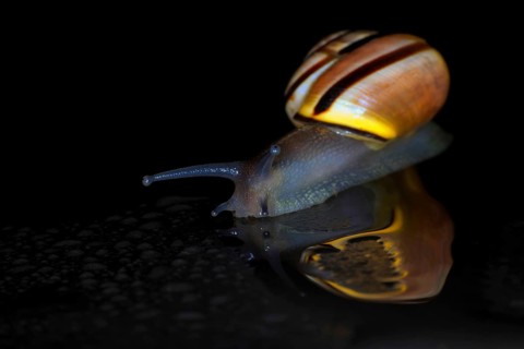 Hain-Baenderschnecke