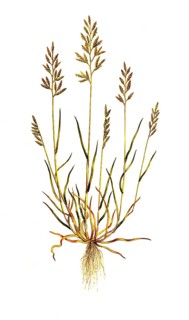 Gewoehnliches Steifgras oder Gewoehnliches Starrgras