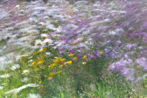 Blur experiment on a flowering meadow in summer